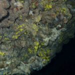 Unterwasserbewuchs der Höhlenwand